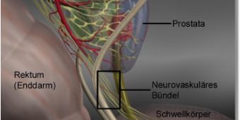 anatomie-prostata anatomie-prostata
