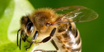 Allergologie - Biene Biene