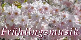 Kirschblüten Foto Kirschblüten