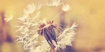 blume blume
