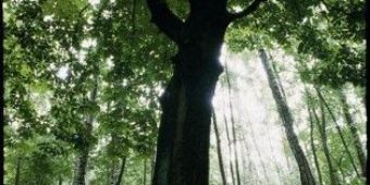 Baum_1 Baum_1