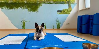 Pepe Therapiehund