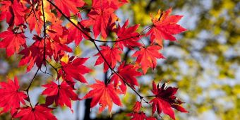 Bild mit Herbstblättern
