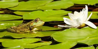 Bild: Frosch auf Seerose