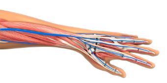 Anatomie der Hand