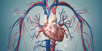 Das Motiv zeigt die Gefäße und das Herz eines Menschen