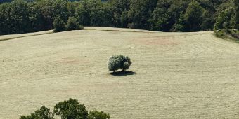 Bild: Einsamer Baum