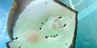 Das Motiv zeigt einen Fisch im Sylter Aquarium.