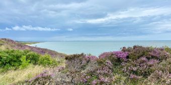 Das Motiv zeigt die Heidelandschaft in der Braderuper Heide mit der Nordsee im Hintergrund.