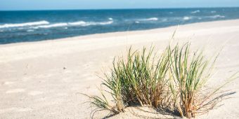 Das Motiv zeigt Dünengras am Strand mit der Nordsee im Hintergrund