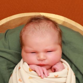 Jonte
