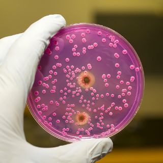 Bild: Mikrobiologie