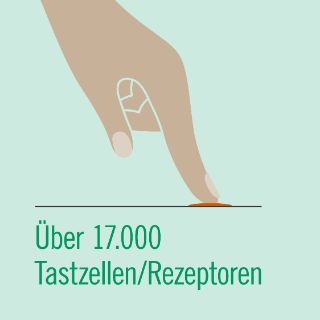 Download Infografik Hand Tastzellen