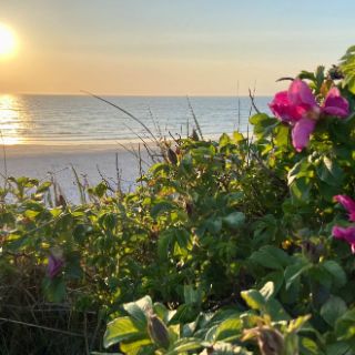 Sylter Rose im Sonnenuntergang