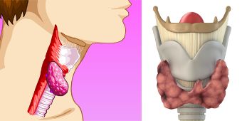 Anatomie Schilddrüse Hier war ein Bild: Anatomie Schilddrüse