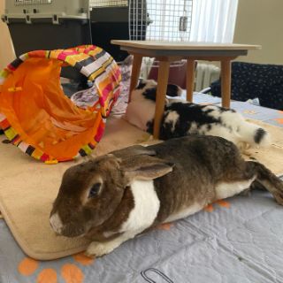 tiergestützte Therapie