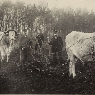 Foto: Ochsengespann 1937