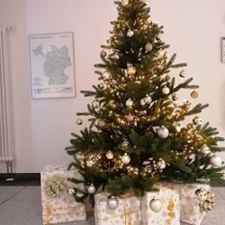 Weihnachtsbaum Magnolia