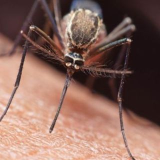 Insektenstiche