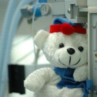 Teddy