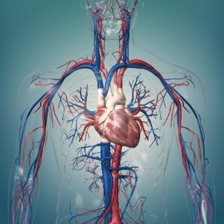 Das Motiv zeigt die Gefäße und das Herz eines Menschen