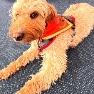 Im Einsatz für Schwerkranke: „Lotte“ bestand jetzt Prüfung zur Therapiebegleithündin