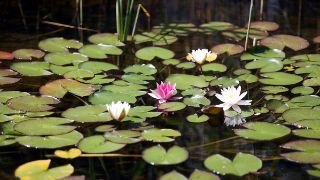 Bild: Teich mit Seerosen