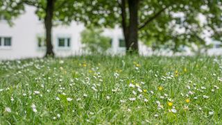 Wiese mit Bäumen Bild: Grüne Wiese mit Bäumen