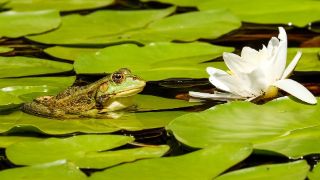 Frosch auf Seerose Bild: Frosch auf Seerose