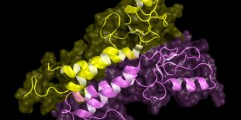 Bild: Biomarker BRCA