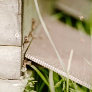 Die hauseigenen Bienen in den Bienenstöcken der Blomenburg Privatklinik produzieren zahlreiche Gläser Honig