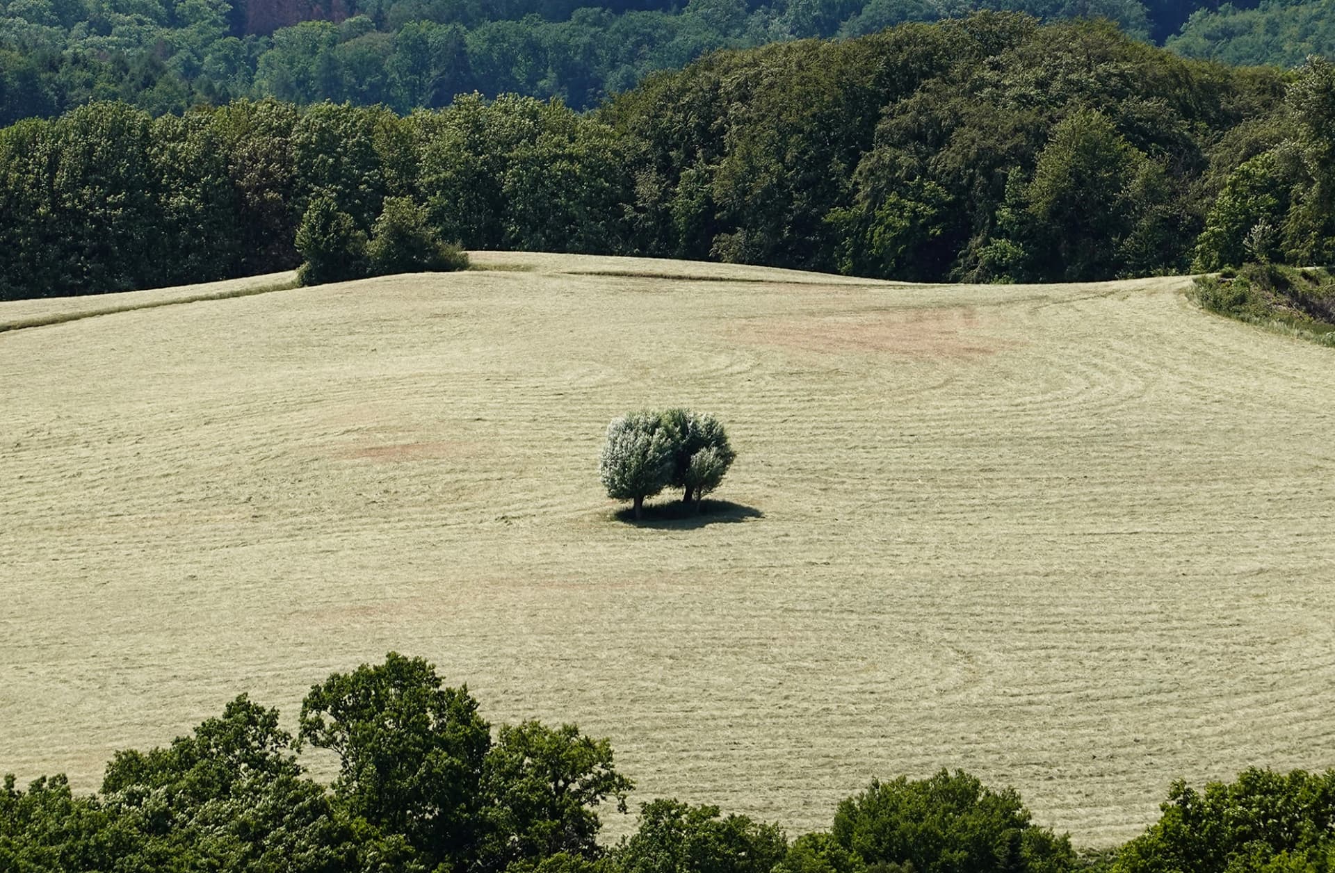 Bild: Einsamer Baum