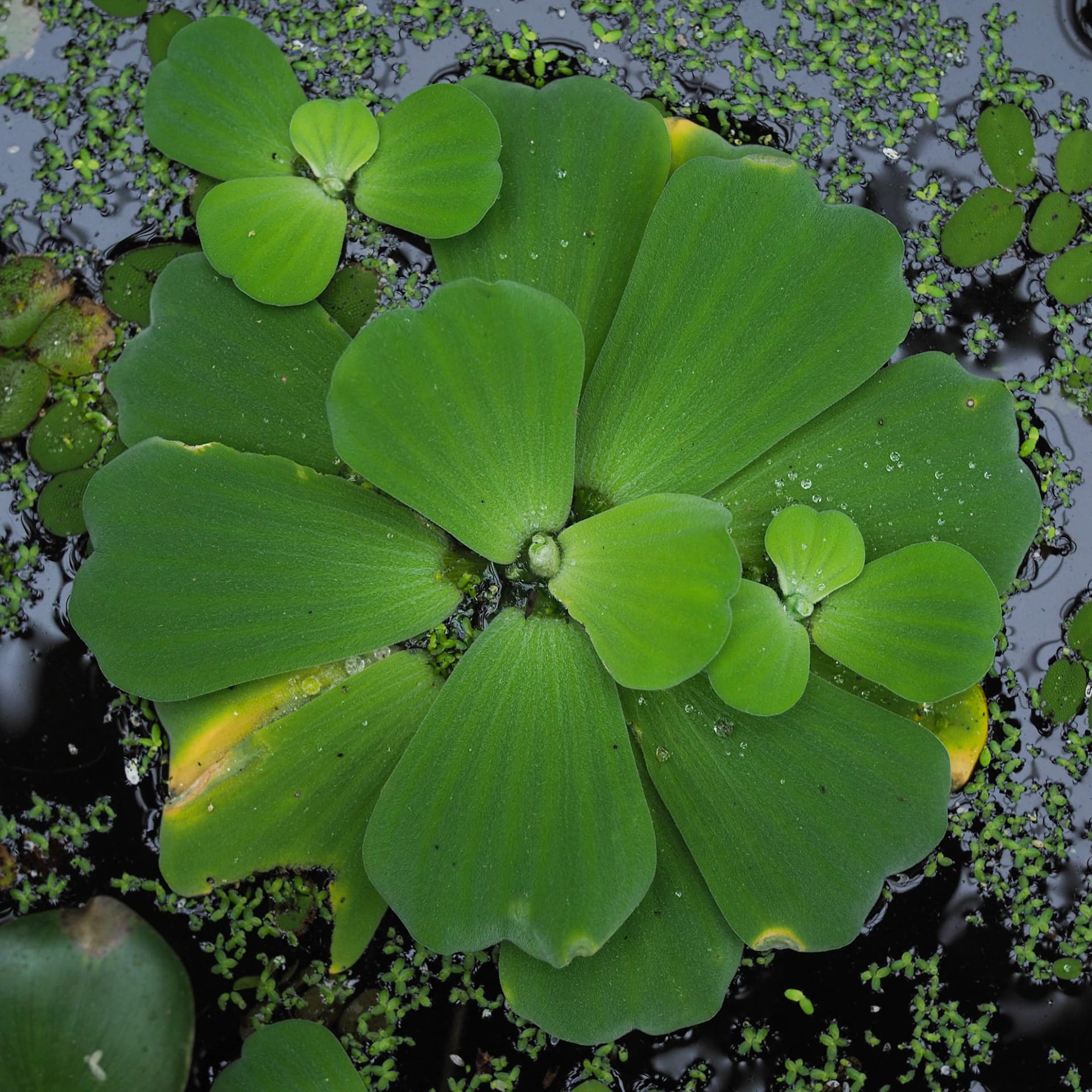 Bild: Blatt Wasserpflanze