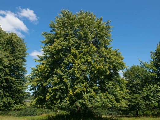 Bild: Linde im Park