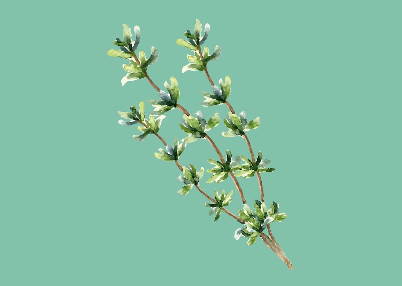 Bild: Thymian
