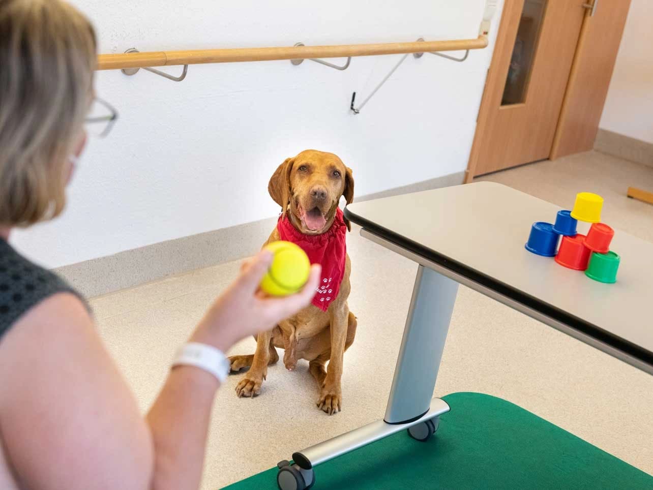 Bild: Therapiehund Elmo