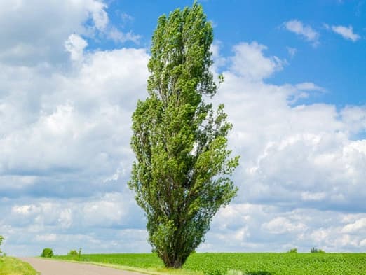 Bild: Pappel an der Straße