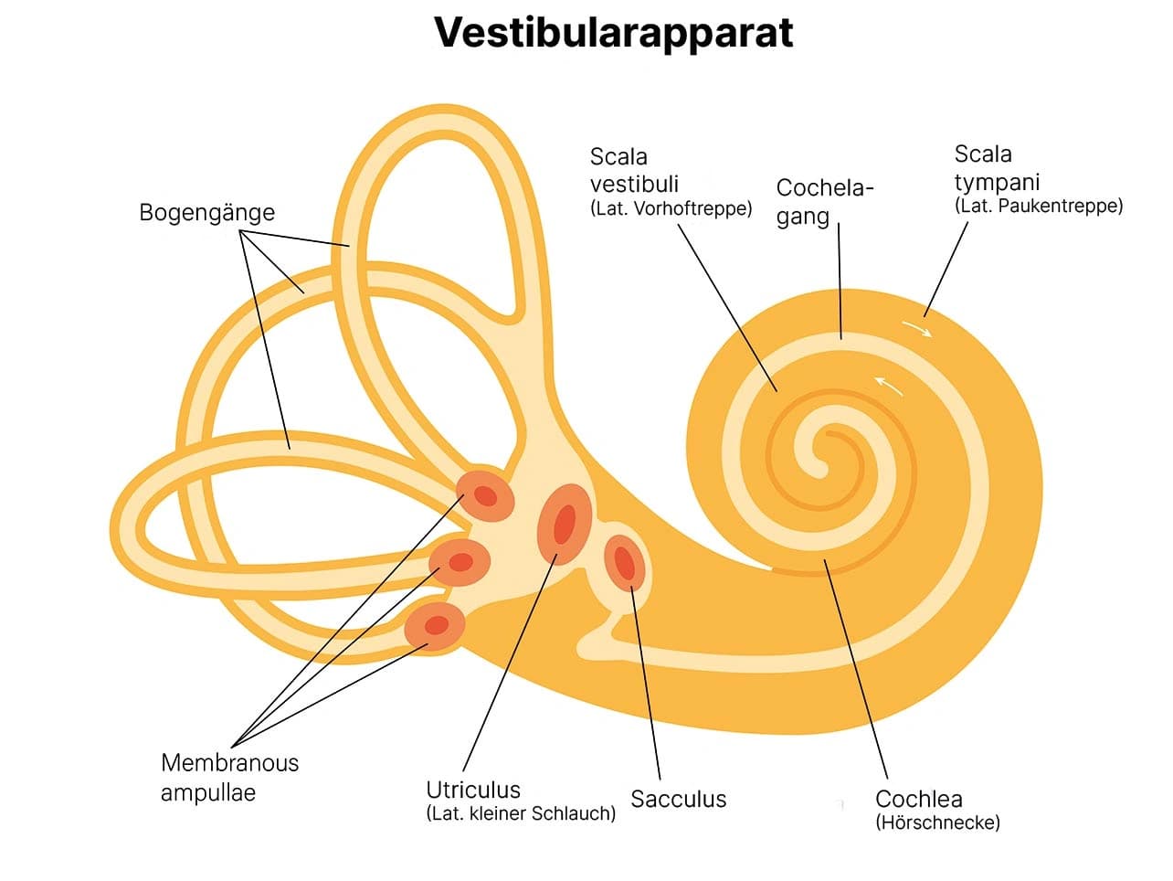 Grafik: Gleichgewichtsorgan