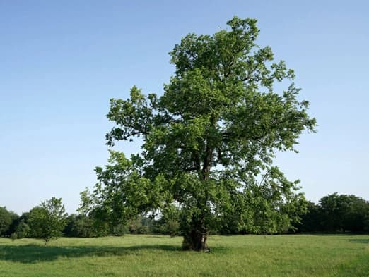 Bild: Ulme auf einer Wiese