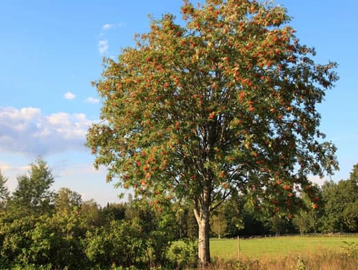 Bild: Eberesche auf grünner Wiese