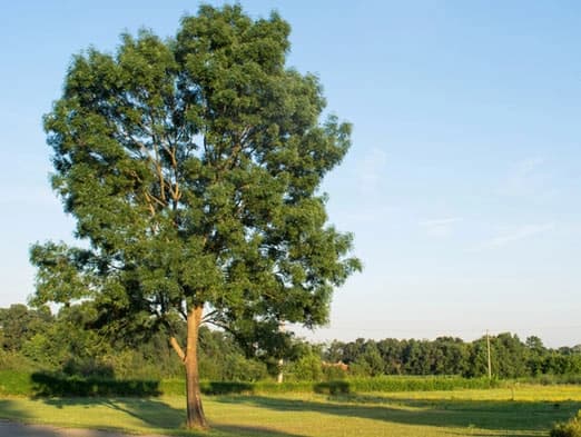 Bild: Esche auf einer grünen Wiese