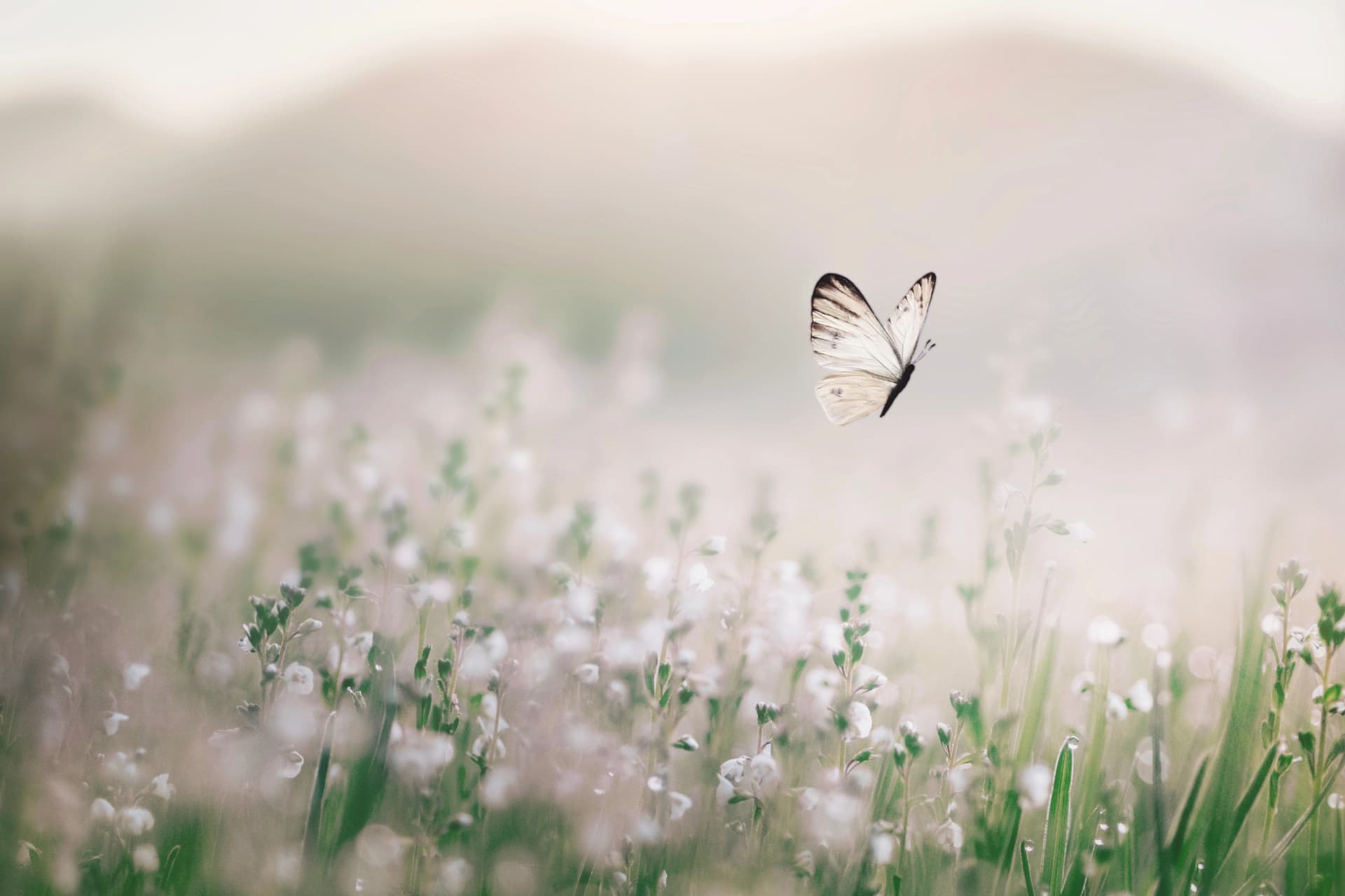 Das Motiv zeigt einen Schmetterling auf einer Blumenwiese