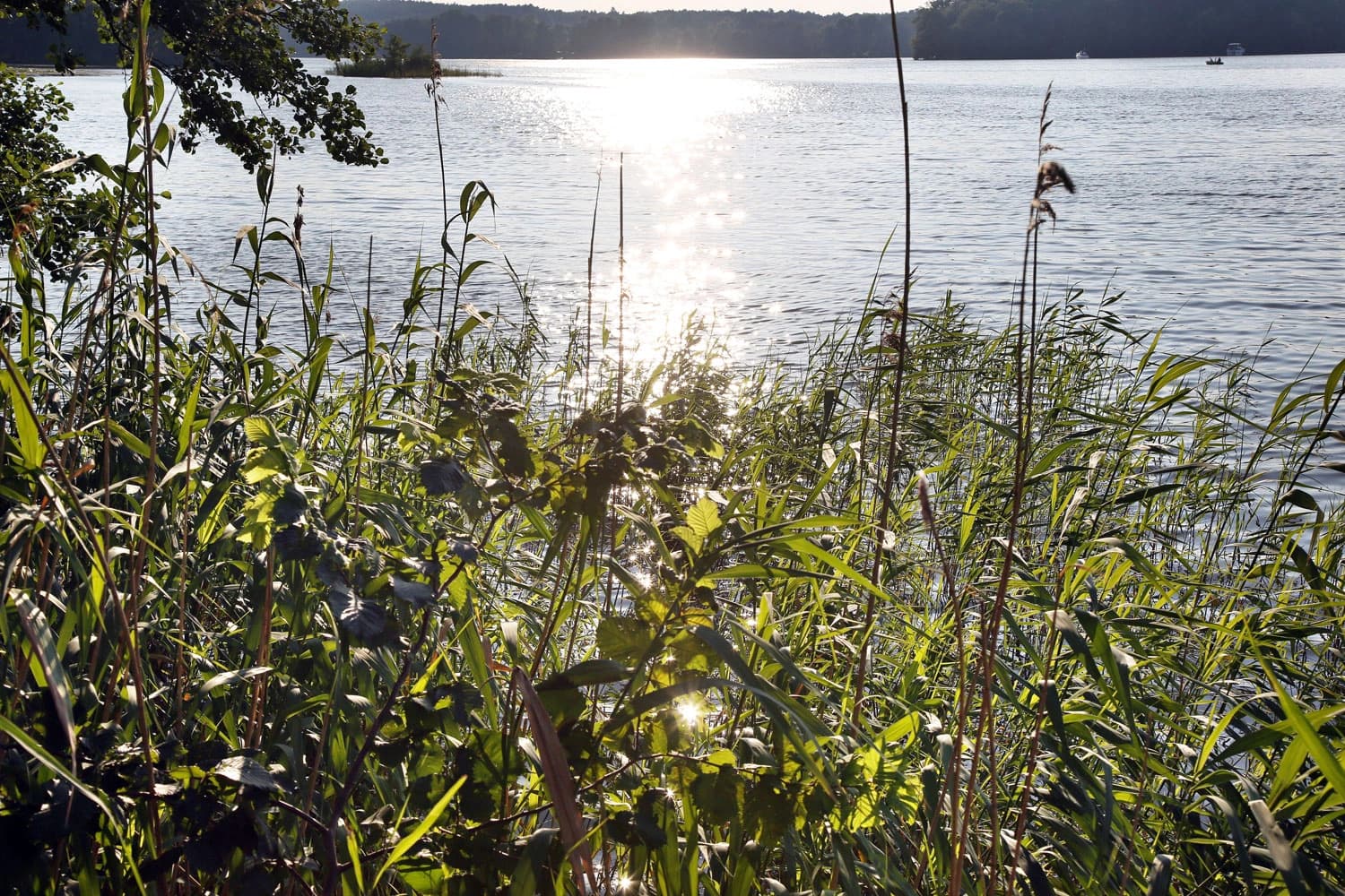 Das Bild zeigt im Vordergrund grüne Pflanzen und im Hintergrund den Teupitzer See