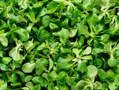 Bild: Feldsalat