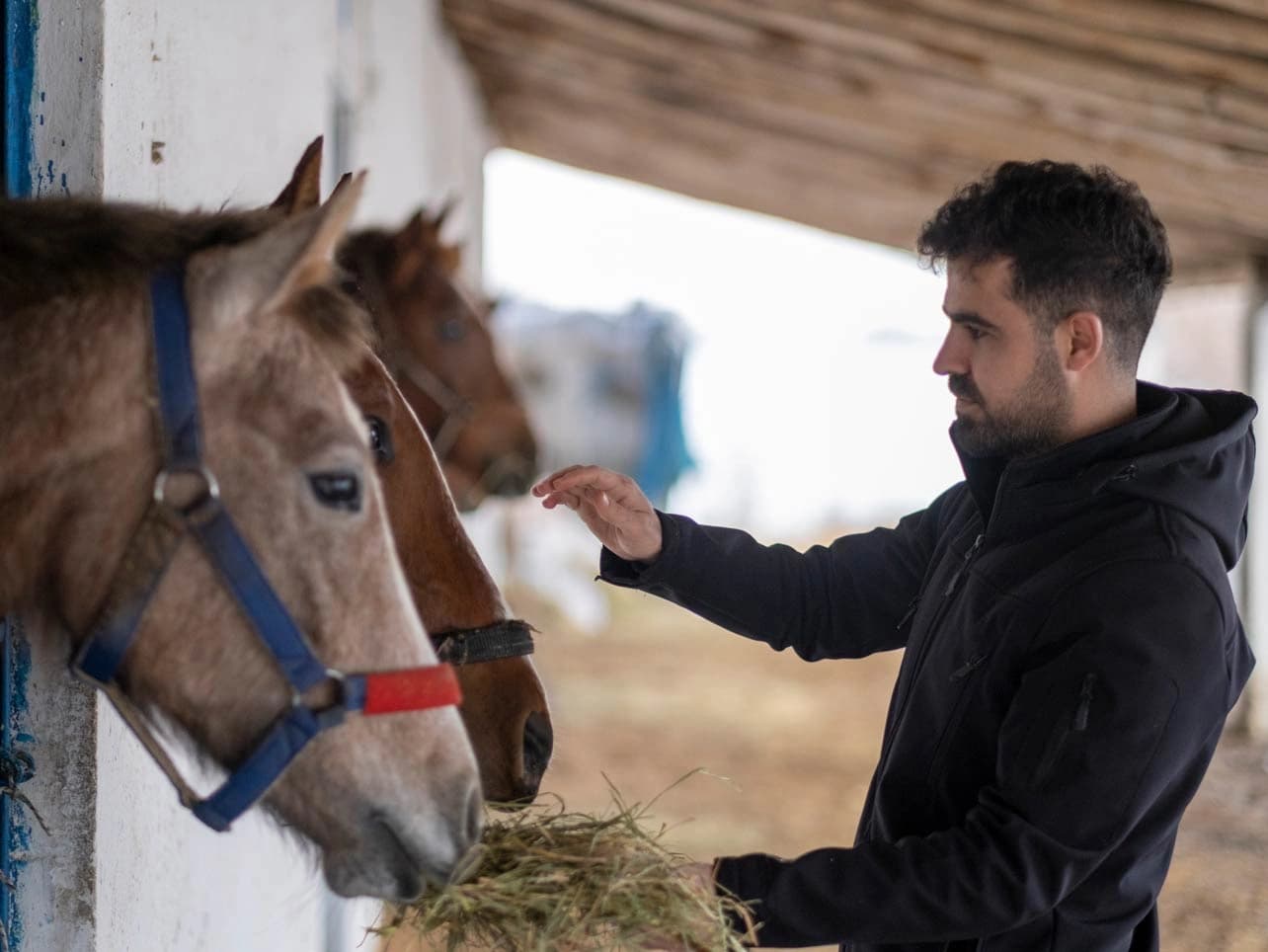 Bild: Junger Mann mit Pferden