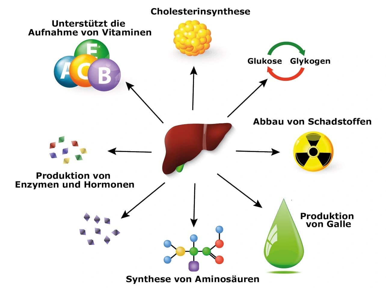 Grafik: Leberfunktionen