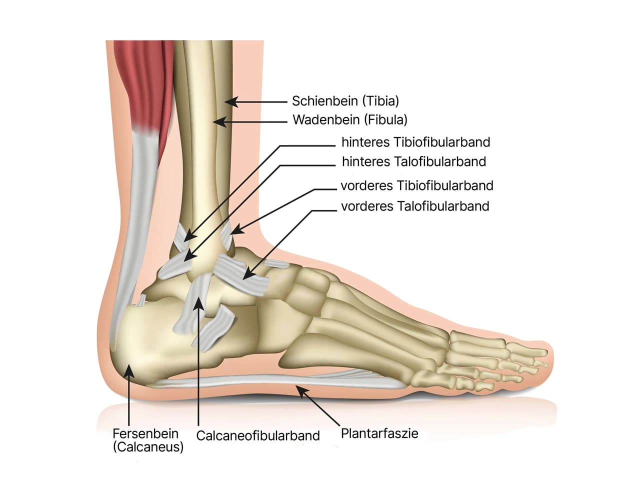 Grafik: Anatomie des Sprunggelenks