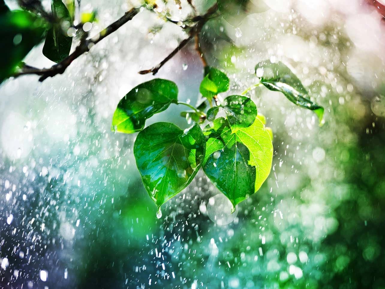 Bild: Baum im Regen mit Sonnenschein