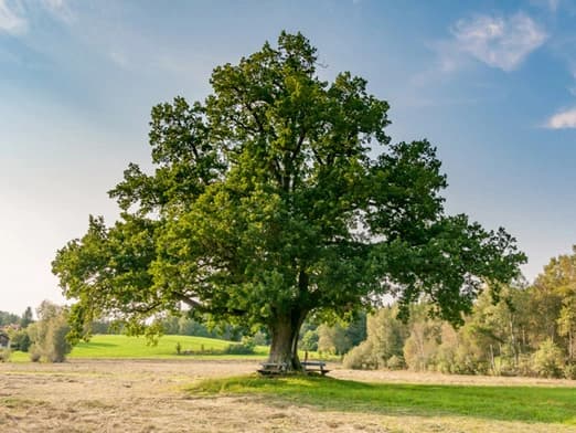 Bild: Alleinsetehende Eiche