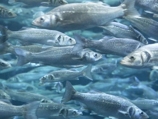 Bild: Fischschwarm